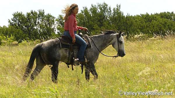 trail-class-competition-quarter-horse