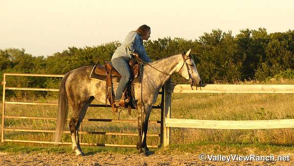 western-dressage-quarter-horse