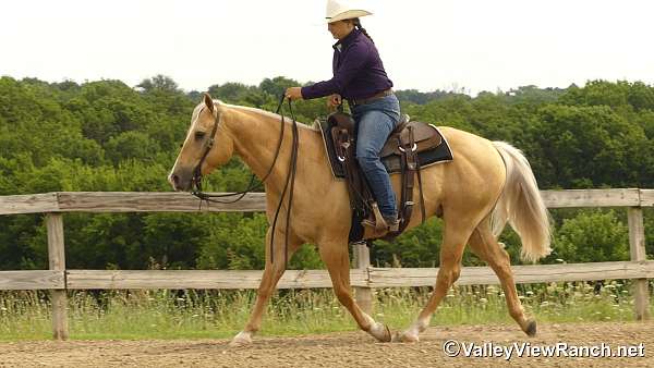 steer-roping-paint-horse