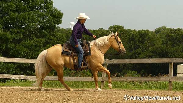 team-penning-paint-horse