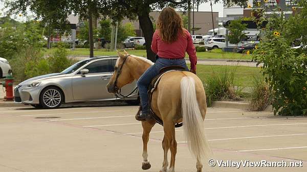 trail-riding-paint-horse