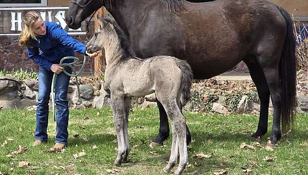 grulla-morgan
