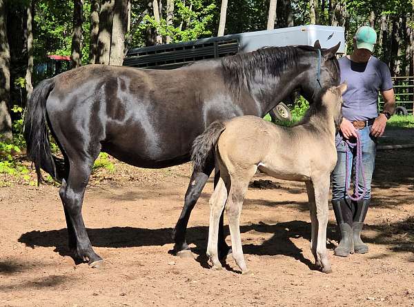 grulla-morgan-mare