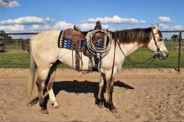 dun-rodeo-qu-horse