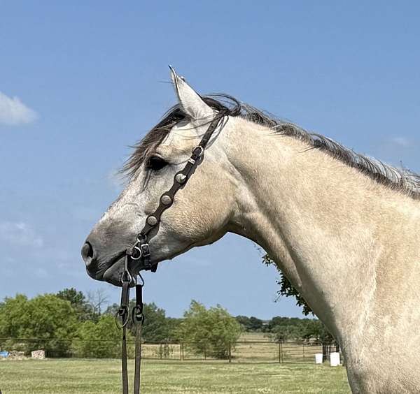 all-around-quarter-horse