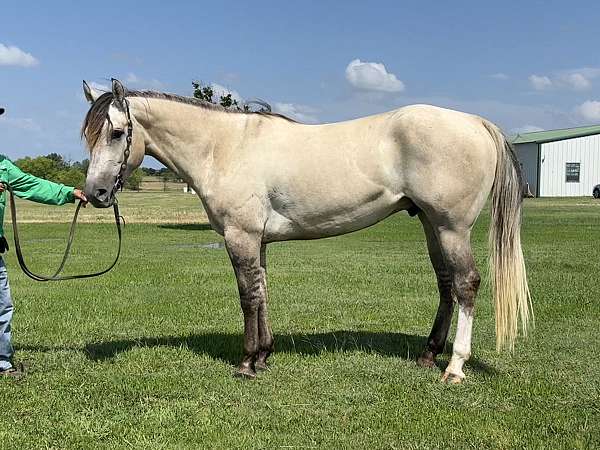 athletic-quarter-horse