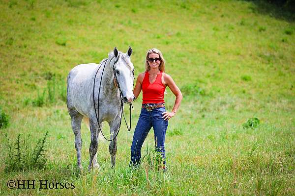 all-around-percheron-horse