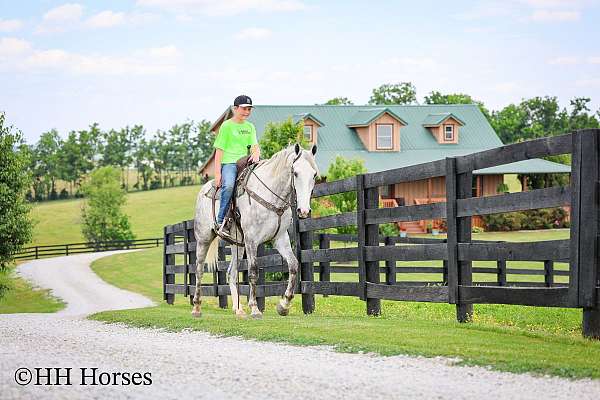beginner-percheron-horse