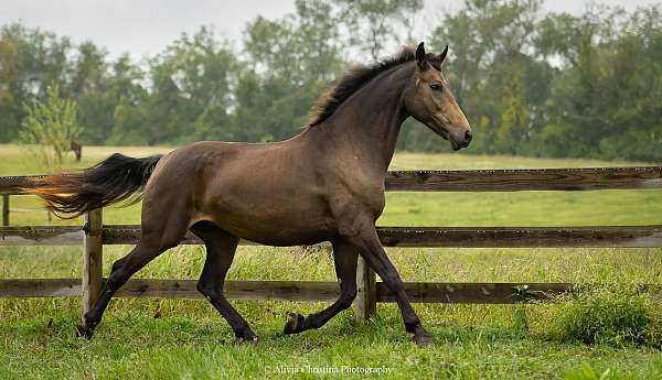 buckskin-friesian-mare
