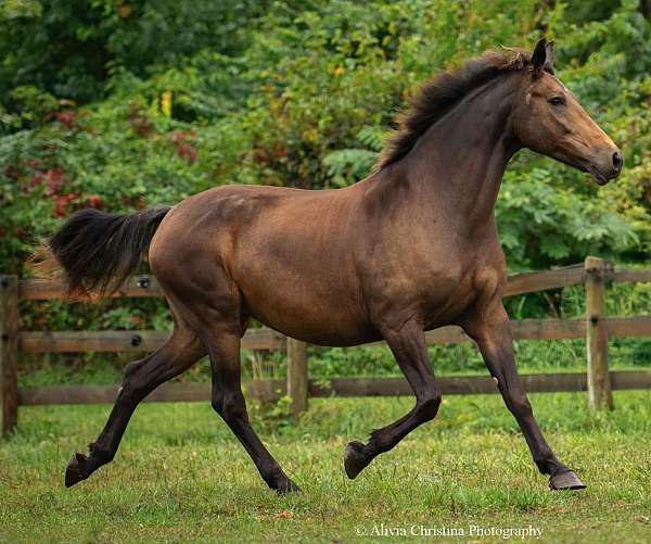 buckskin-mare-for-sale