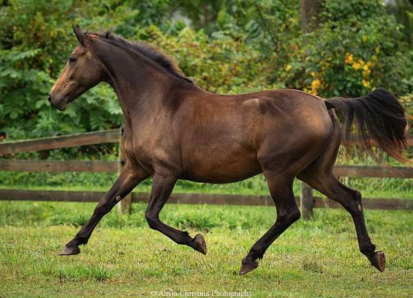 16-hand-friesian-mare
