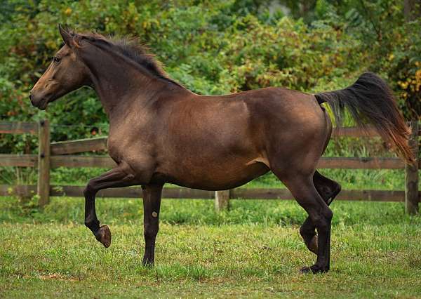 16-hand-friesian-horse