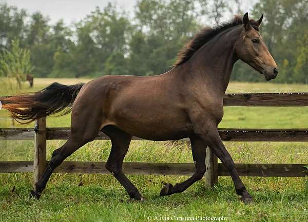 16-hand-buckskin-horse