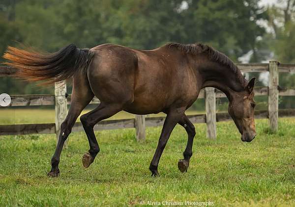 16-hand-mare