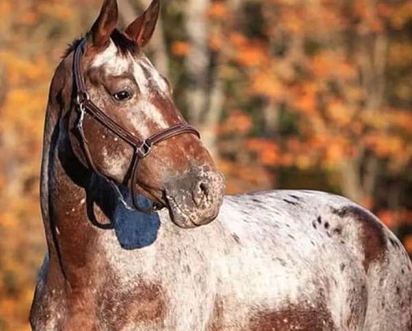 available-knabstrupper-horse