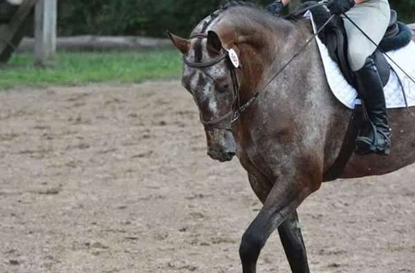 leopard-roan-horse
