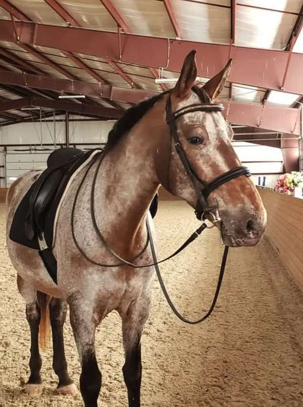 beginner-novice-knabstrupper-horse