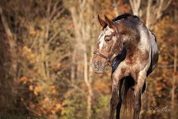 beginner-safe-kid-pony-knabstrupper-horse