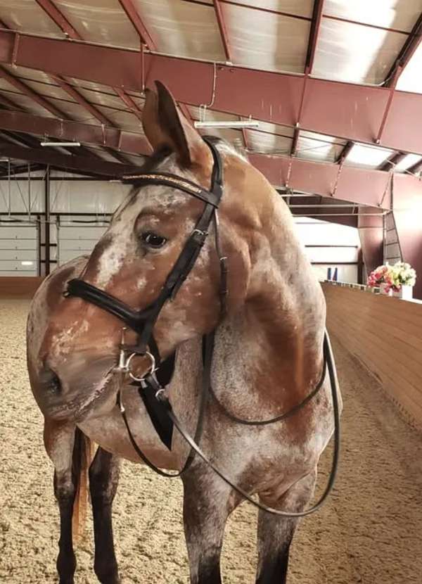 beginner-safe-knabstrupper-horse