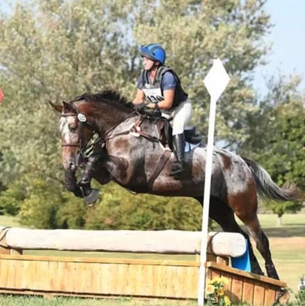 bloodline-knabstrupper-horse