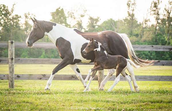 happy-oldenburg-horse