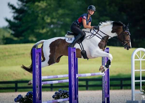 high-oldenburg-horse