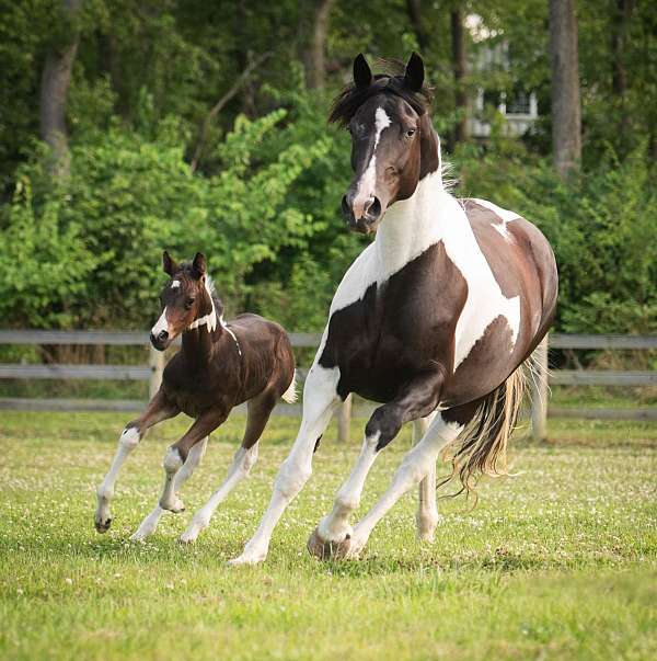 light-oldenburg-horse