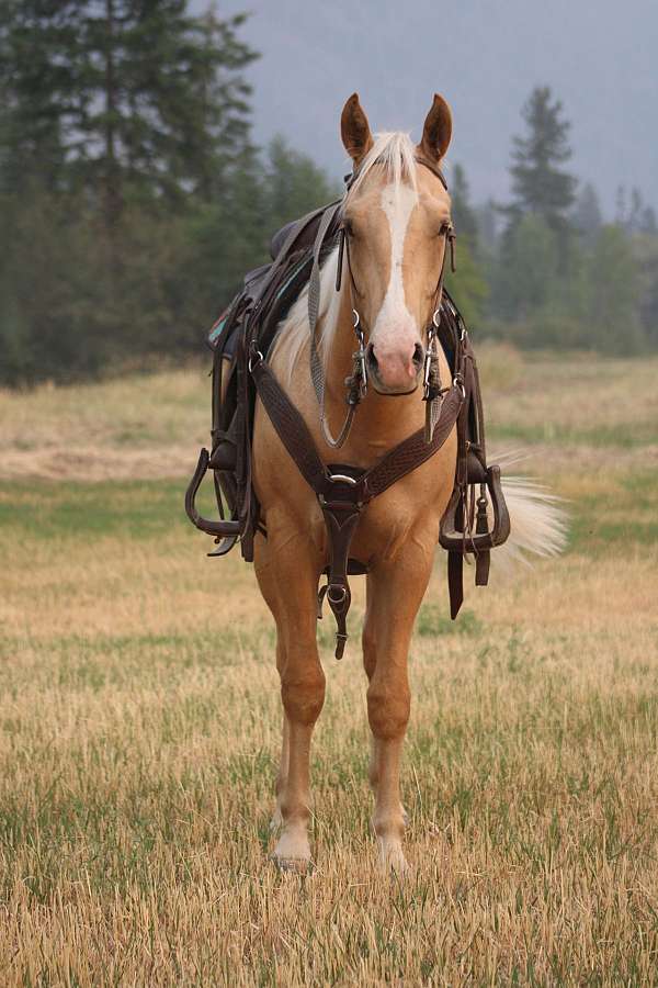 appaloosa-gelding