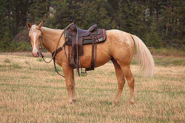 appaloosa-horse-for-sale