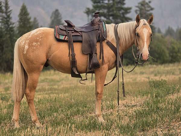 appaloosa-horse