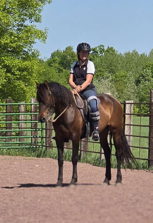 bay-star-horse