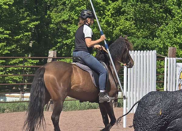 andalusian-horse