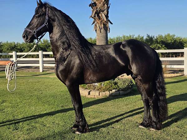 working-equ-friesian-horse