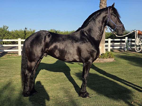 black-working-equ-horse