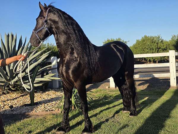 working-equ-stallion