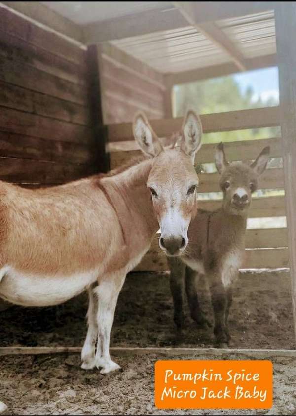 flashy-donkey-miniature-donkey