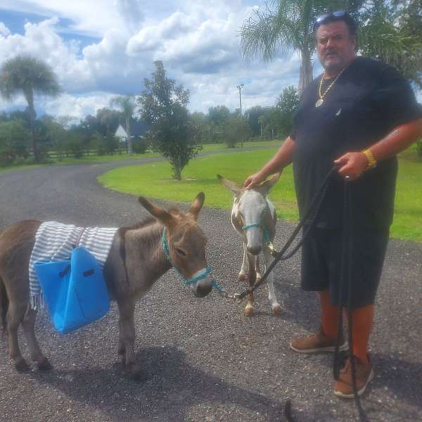 ranch-donkey-miniature-donkey
