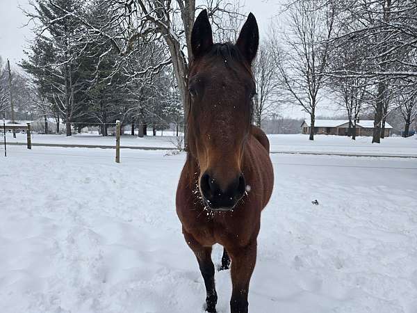 quarter-horse