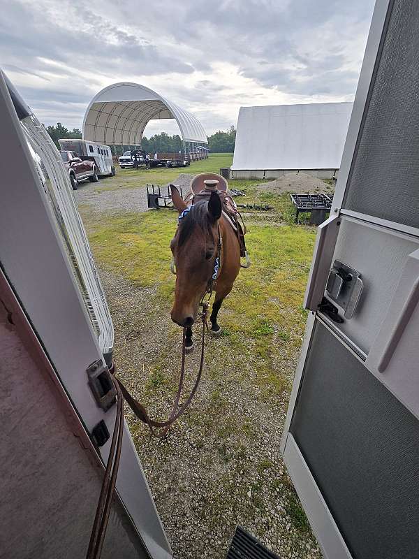 quarter-horse-for-sale