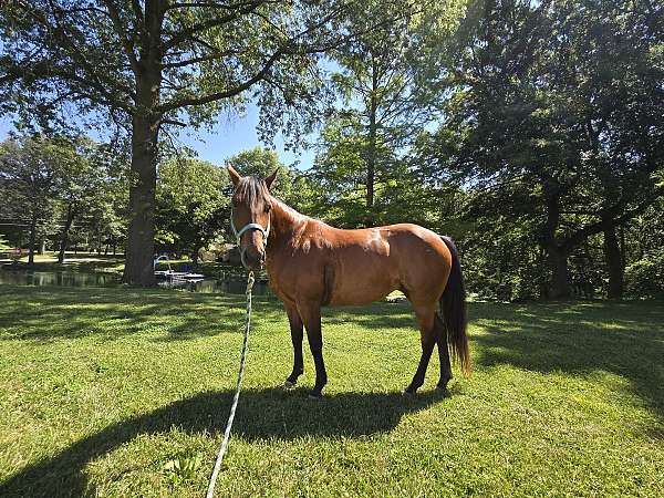 quarter-horse-mare