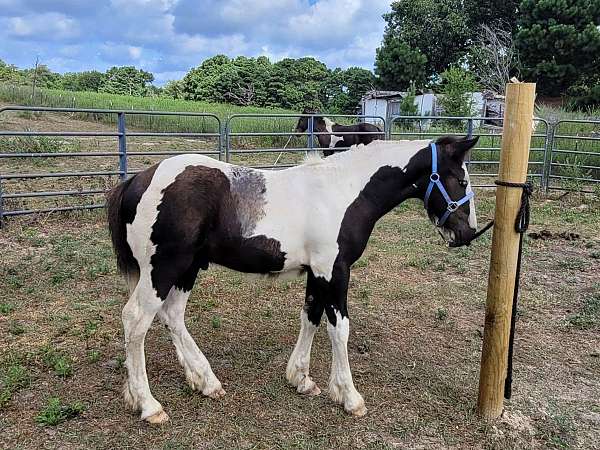 all-around-gypsy-vanner-horse