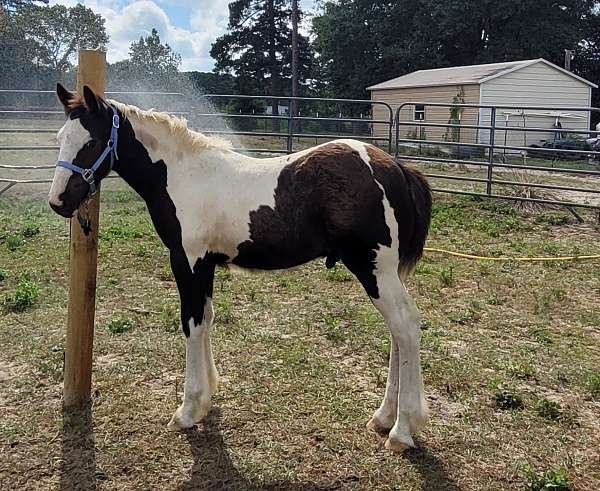 athletic-gypsy-vanner-horse