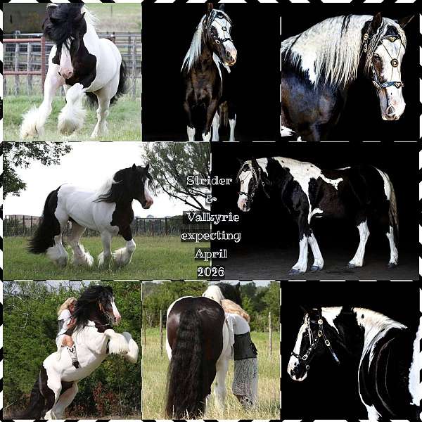 calf-roping-gypsy-vanner-horse