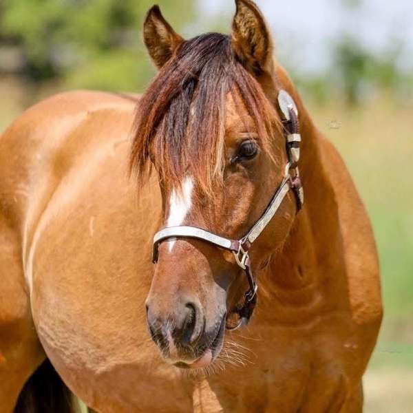 ri-gypsy-vanner-horse