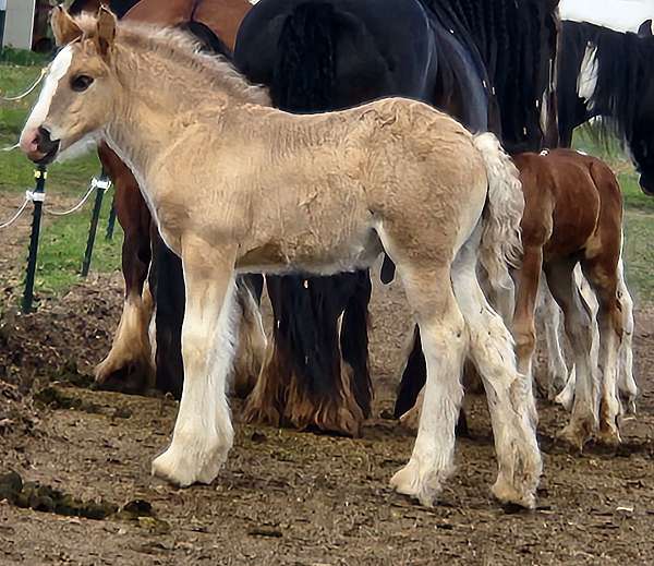 dun-grulla-colt