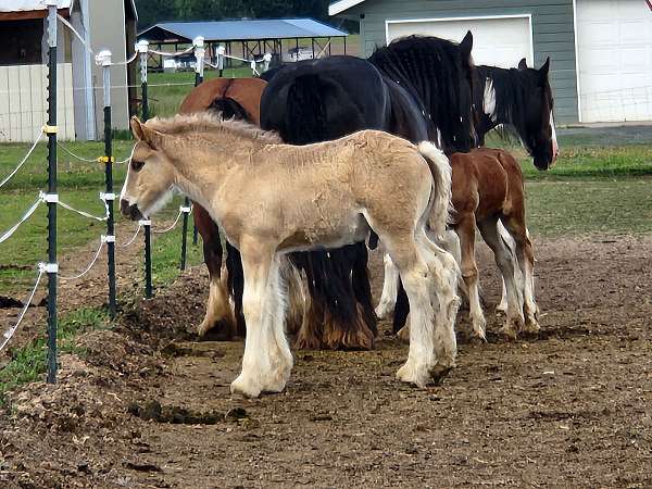grulla-gypsy-vanner-colt