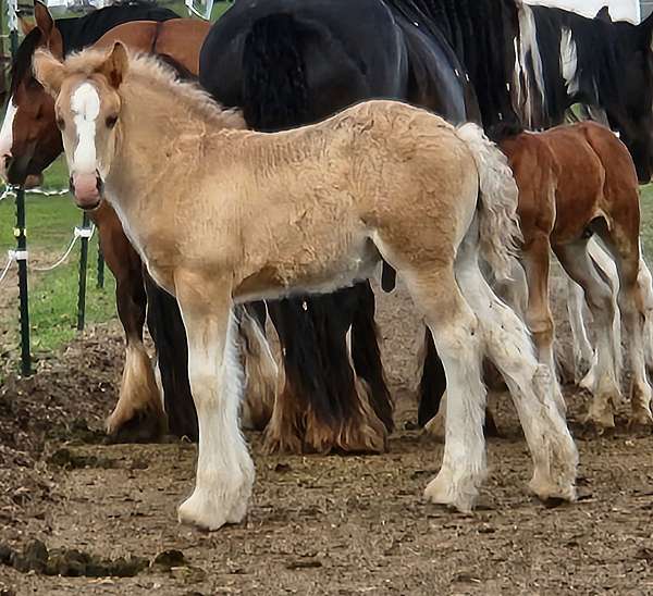 grulla-colt-for-sale