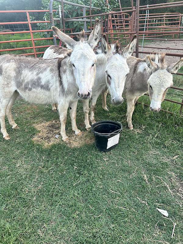 donkey-mare