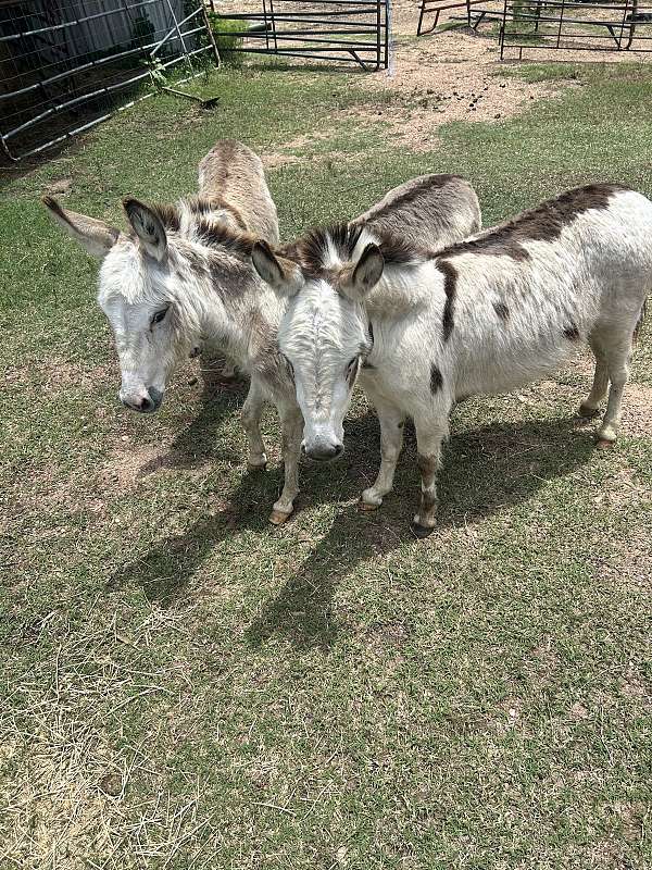 donkey-for-sale