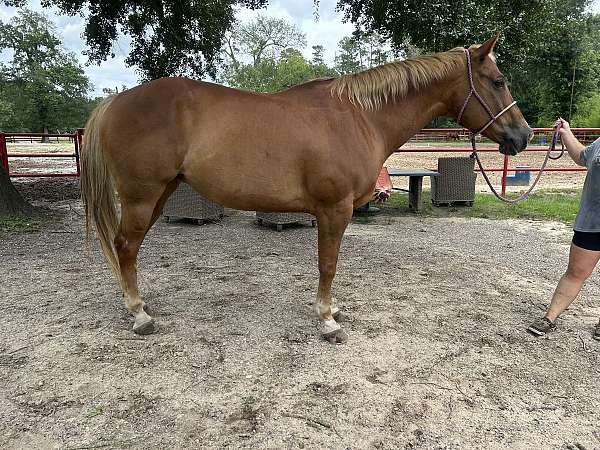 barrel-horse-quarter-pony